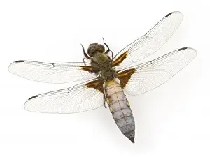 Libellula depressa, broad-bodied chaser
