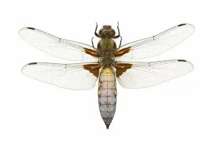 Odonata Collection: Libellula depressa, broad-bodied chaser