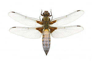 Odonata Collection: Libellula depressa, broad-bodied chaser