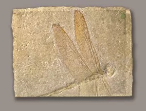 Fossil Gallery: Libellulium longialata, dragonfly
