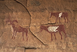 Lybia Collection: LIBYA. Tadrart Acacus. Representation of cattle