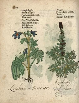 Altera Gallery: Lice bane, Delphinium staphisagria, and lousewort