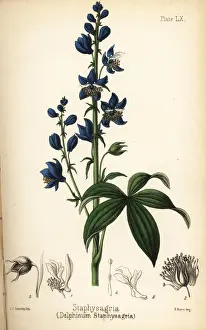 Homeopathica Prints: Lice-bane or stavesacre, Delphinium staphisagria
