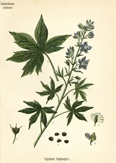 Lice-bane or stavesacre, Delphinium staphisagria