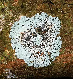 Lichen Prints: Lichen