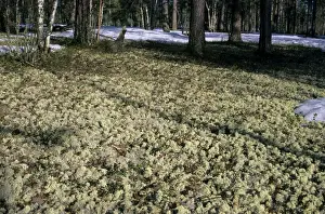 Woodlands Prints: Lichen - carpeted forest-floor near river Taz