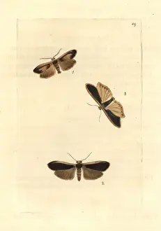 Lichen Prints: Lichen moths and scarce footman