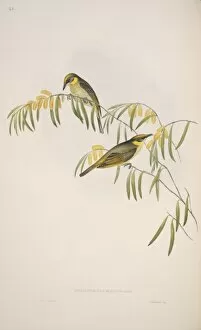 Elizabeth Gould Gallery: Lichenostomus keartlandi, grey-fronted honeyeater