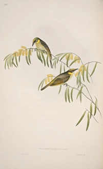 Elizabeth Gould Gallery: Lichenostomus keartlandi, grey-fronted honeyeater