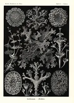 Species Prints: Lichens