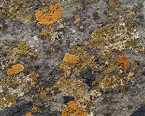 Textured Prints: Lichens