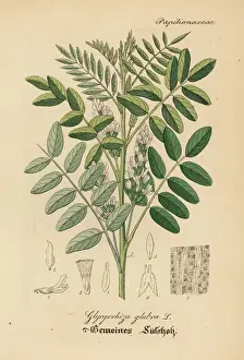 Liquorice Prints: Licorice or liquorice, Glycyrrhiza glabra