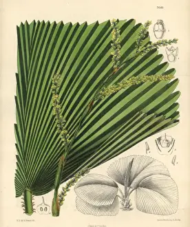 Licuala veitchii, palm with yellow flowers native to Borneo