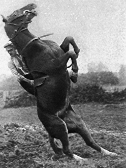 Lieutenant Mike Rimmington training horses for the army, WW1 Lieutenant Mike Rimmington training horses for the army, WW1