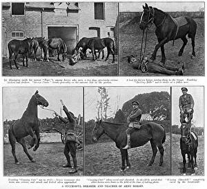 Lieutenant Rimington - breaker & teacher of Army horses, WW1 Lieutenant Rimington - breaker & teacher of Army horses, WW1