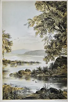 Brooks Prints: Life in the Miocene Period, Oeningen near Constance