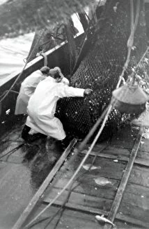 Waterproof Collection: Life on a North Sea trawler -- fishermen at work on deck, hauling in a net full of fish. Date: 1960s