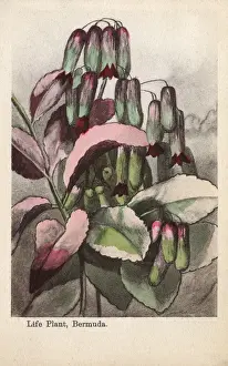 Buds Prints: Life Plant, Bermuda