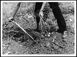Lifting Potatoes / 1960S