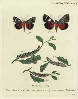 Pupa Collection: Light crimson underwing moth, Catocala promissa