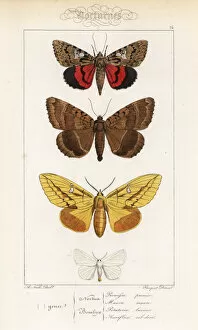 Crimson Collection: Light crimson underwing, old lady, drinker and yellow-tail
