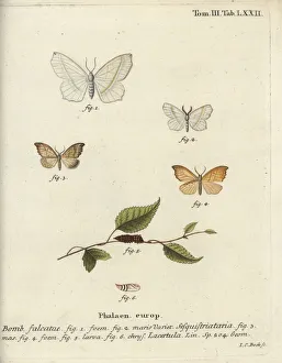 Pupa Collection: Light emerald and scalloped hook-tip