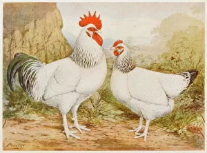 Light Sussex Cock, Hen