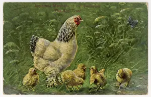 Gallus Prints: Light Sussex Hen