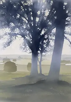 Light through the trees
