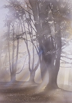 Beautiful Landscapes Gallery: Light through the trees