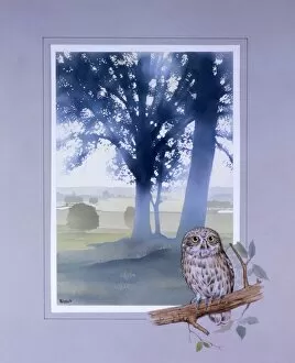 Airbrush Gallery: Light through the trees and a perched Little Owl