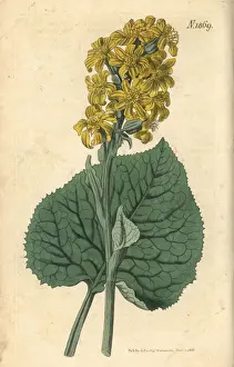 Sibirica Prints: Ligularia sibirica