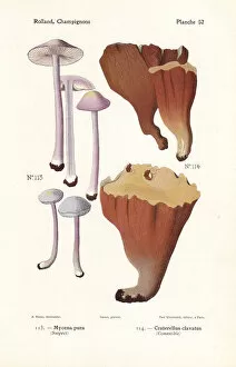 Fungus Collection: Lilac bonnet and violet chanterelle
