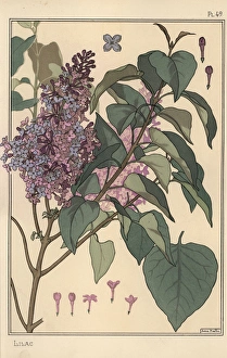 Andtheirapplicationtoornament Collection: Lilac botanical study