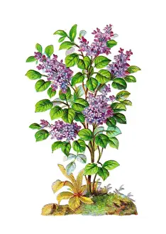 Lilac bush on a Victorian scrap