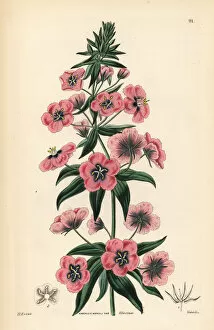 Lindley Collection: Lilac-flowered Italian pimpernel, Anagallis