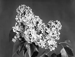 Syringa Prints: Lilac Flowers