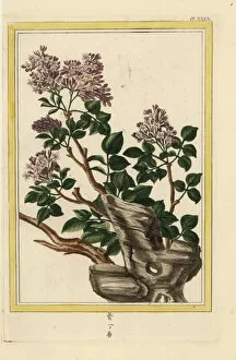 Curieuses Collection: Lilac, Syringa vulgaris