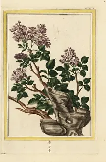 Precieuse Prints: Lilac, Syringa vulgaris