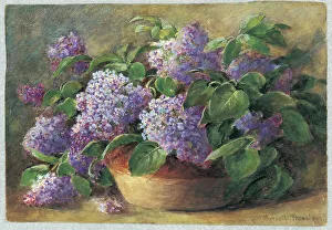 Lilacs