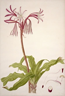 Francis Bauer Gallery: Liliaceae: lily