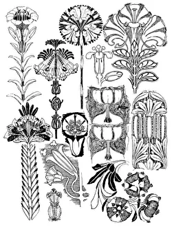 Midgley Collection: Lilies