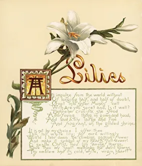 Lilies Gallery: Lilies, Lilium candidum, and gold ribbon