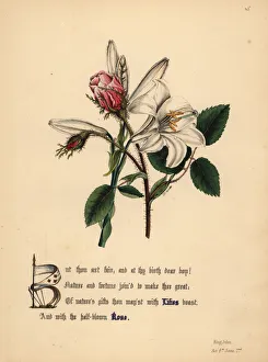 Lilies Gallery: Lilies and Roses (King John)