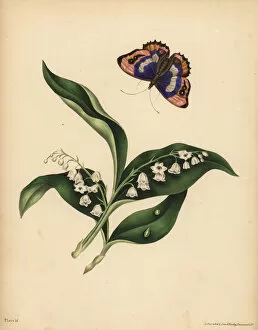 Botanic Collection: Lilies of the Valley, Purity and return of