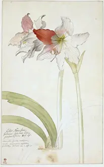 Ehret Prints: Lilio narcissus