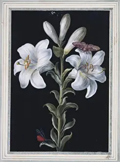 Madonna Prints: Lilium candidum, madonna lily