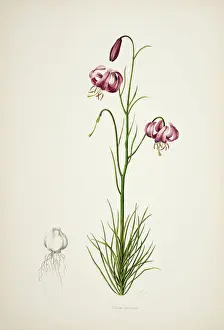 Lillian Prints: Lilium cernuum