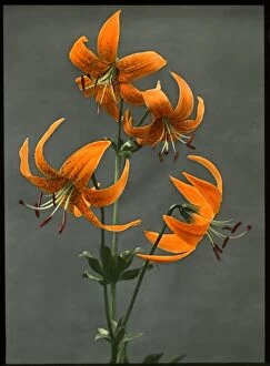 Lilium Humboldtii (Humboldts Lily)