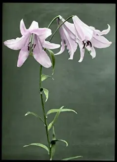 Malby Prints: Lilium Krameri (Lilium Japonicum)